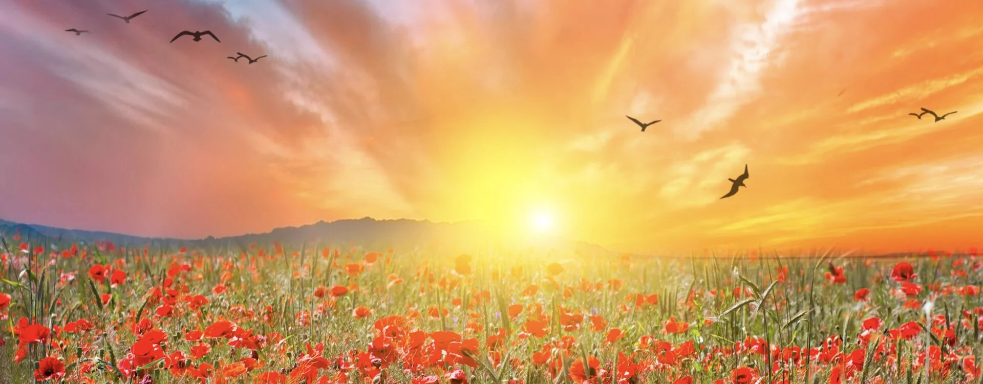 Le bonheur sous nos yeux — champs de coquelicots inondés de soleil illustrant la perception Soi au-delà de l'illusion