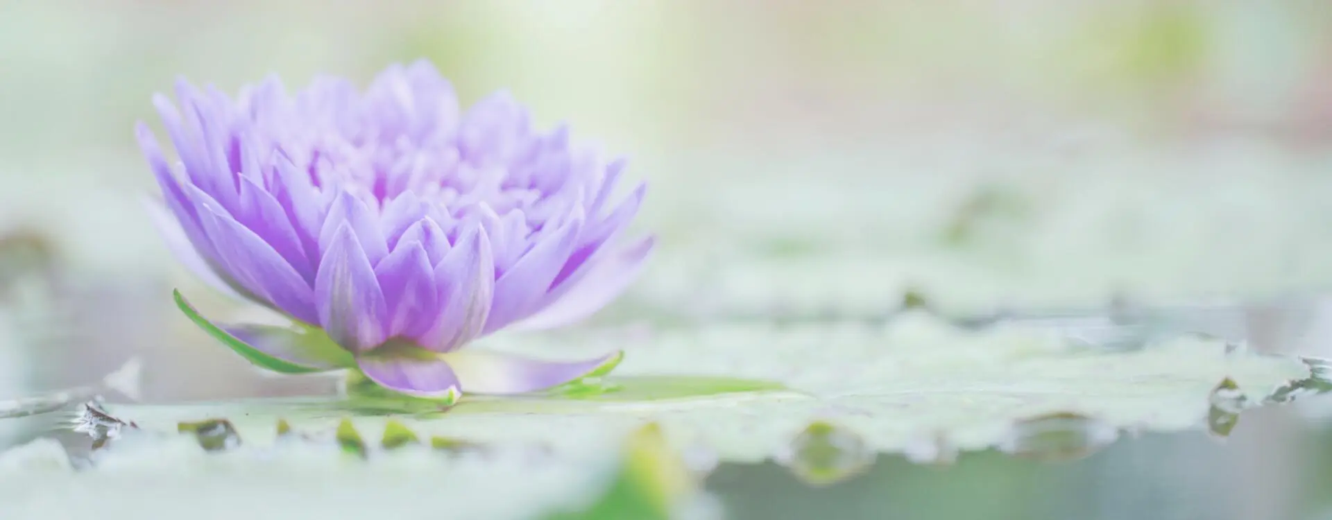Nénuphar rose (lotus) posé sur une eau tranquille, symbole de paix intérieure et d'alignement à notre Potentiel